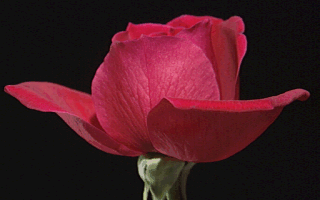 Redrose.gif (30720 bytes)